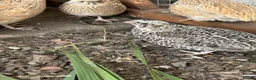 Quail poultry for sale: Point of lay Coturnix quail   - Advert 4