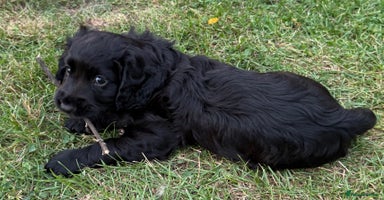 Cocker Spaniel dogs - Advert 11
