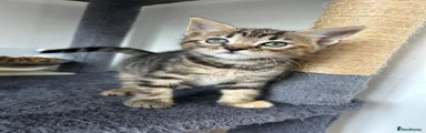 Mixed Breed Kitten 2