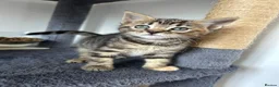 Mixed Breed cats for sale: Kittens looking for forever homes - Advert 3