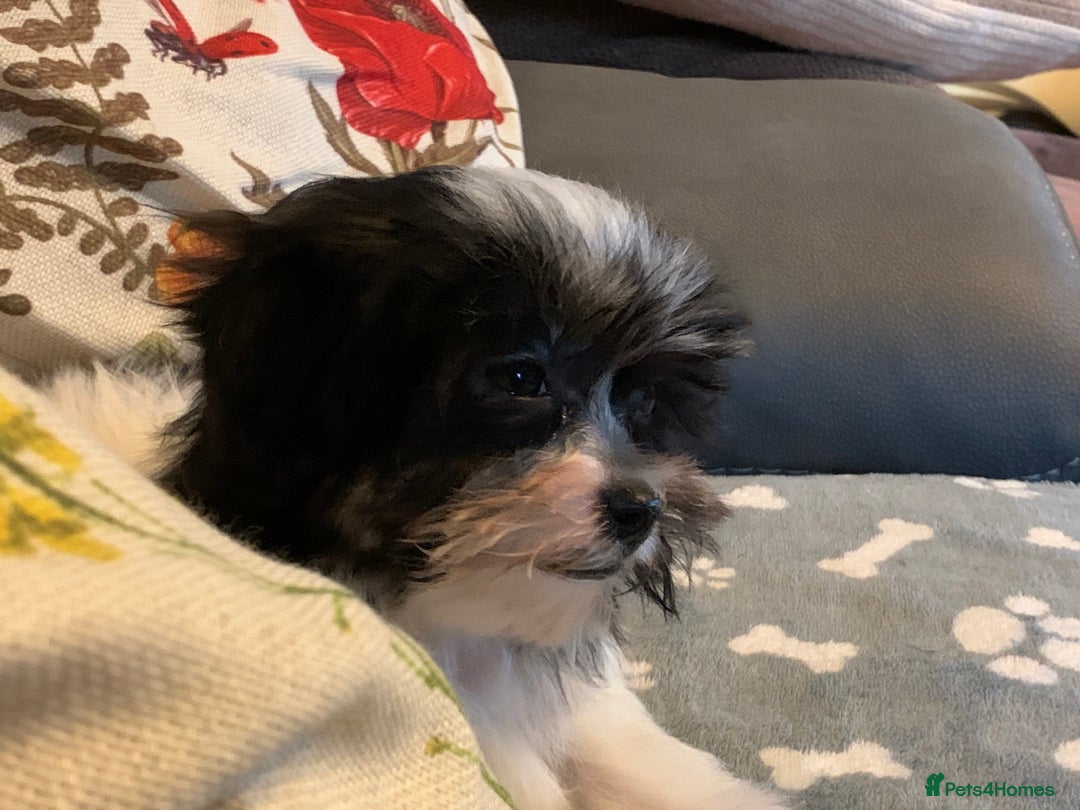 Maltese dogs for sale: Adorable little Maltese puppies  - Image 23