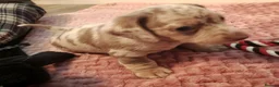 Miniature Dachshund dogs for sale: Beautiful miniature dachshund puppies  in Liverpool - Advert 7