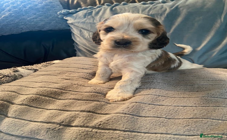 Cocker Spaniel dogs - Advert 1