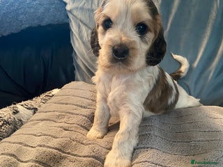 Cocker Spaniel dogs - Advert 8