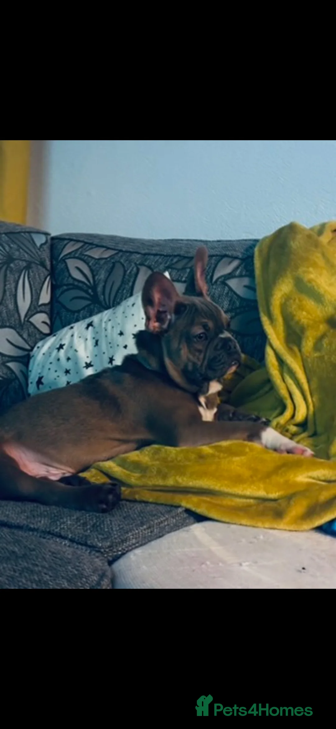 French Bulldog dogs for sale: Loving home for rocky the french bulldog - Advert 3