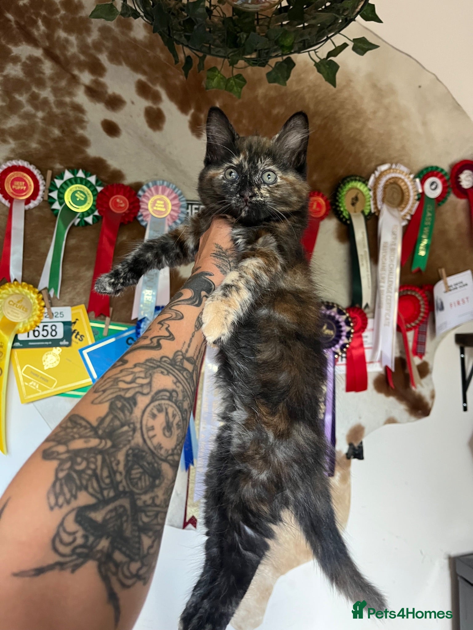 Mixed Breed cats Maine Coon Cross Long Haired Kittens available  - Advert 1
