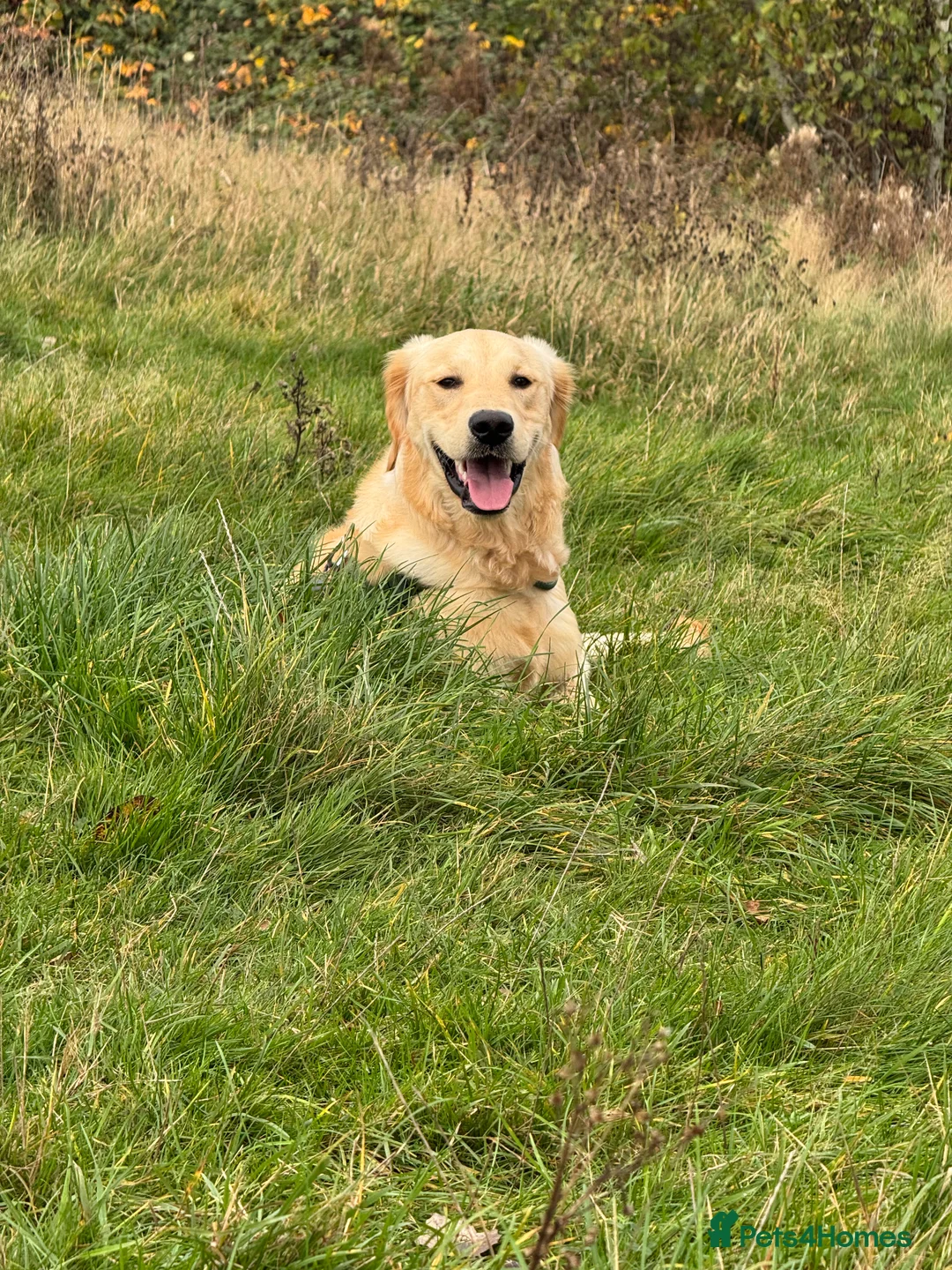 Golden Retriever dogs for sale: Buddy - 1 YR Old Golden Retriever - Advert 1