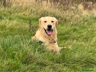 Golden Retriever dogs Buddy - 1 YR Old Golden Retriever - Advert 5