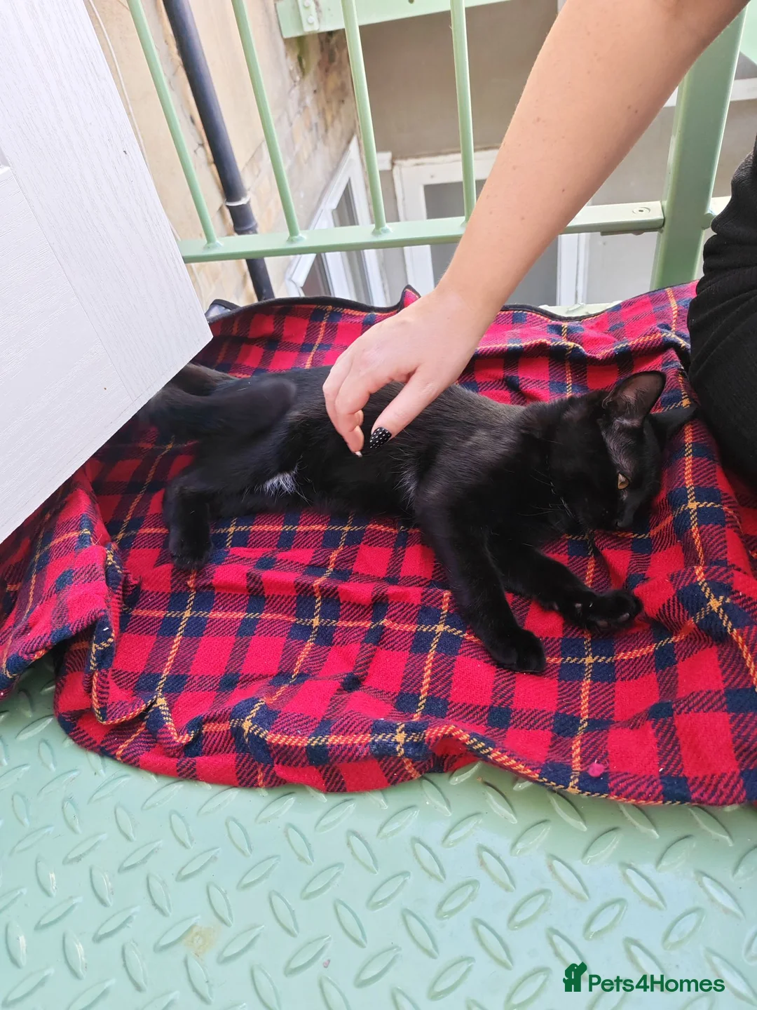 Mixed Breed cats for sale: 4 month old kitten - Advert 1