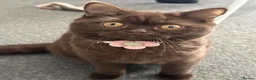 British Shorthair cats for sale: Beautiful & Healthy British Shorthair Kittens - Advert 3