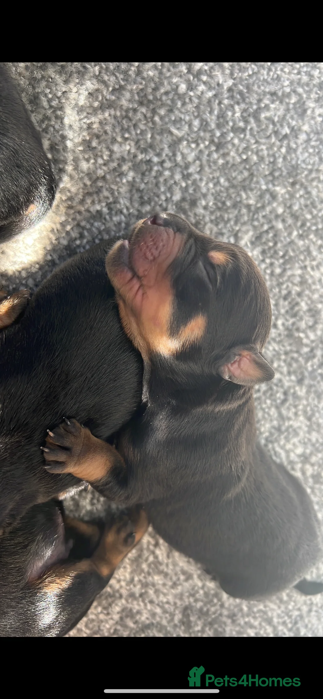 Rottweiler dogs for sale: Rottweiler puppys in Middlesbrough - Advert 2