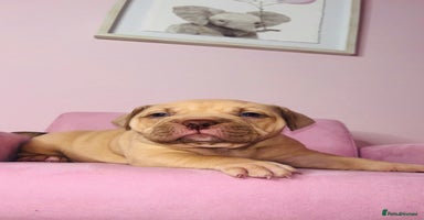 American Bully dogs Pocket bully pups ready too leave 11th dec - Advert 2