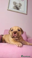 American Bully dogs Pocket bully pups ready too leave 11th dec - Advert 3