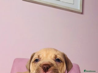 American Bully dogs Pocket bully pups ready too leave 11th dec - Advert 9