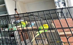 Budgerigars birds for sale: 4 Beautiful Budgies 2 Males 2 Females - Image 1