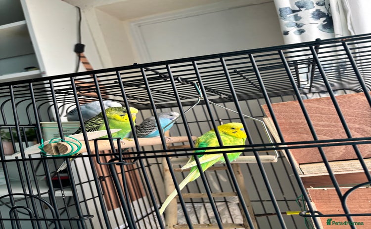 Budgerigars birds - Advert 2
