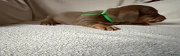 Dachshund dogs for sale: Dachshund puppies for sale - Advert 12