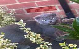 British Shorthair cats for sale: British Shorthair Kittens - Image 5