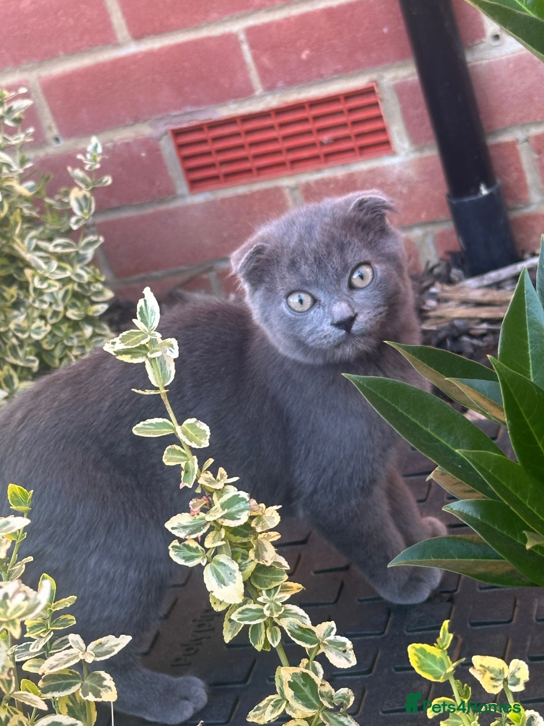 British Shorthair cats for sale: British Shorthair Kittens - Image 5