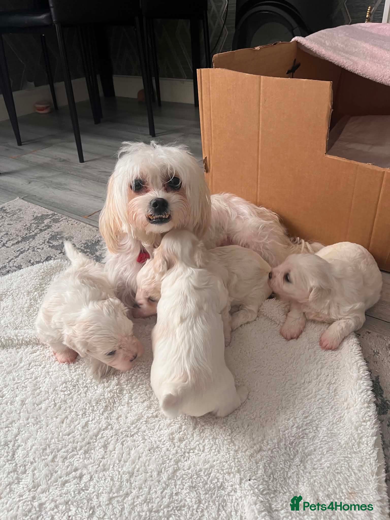 Maltese dogs Bichon Maltese  - Advert 4