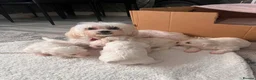 Maltese dogs for sale: Bichon Maltese  - Advert 1