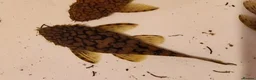 Plecos fish for sale: Longfin Supered Bristlenose Plecos  - Advert 3