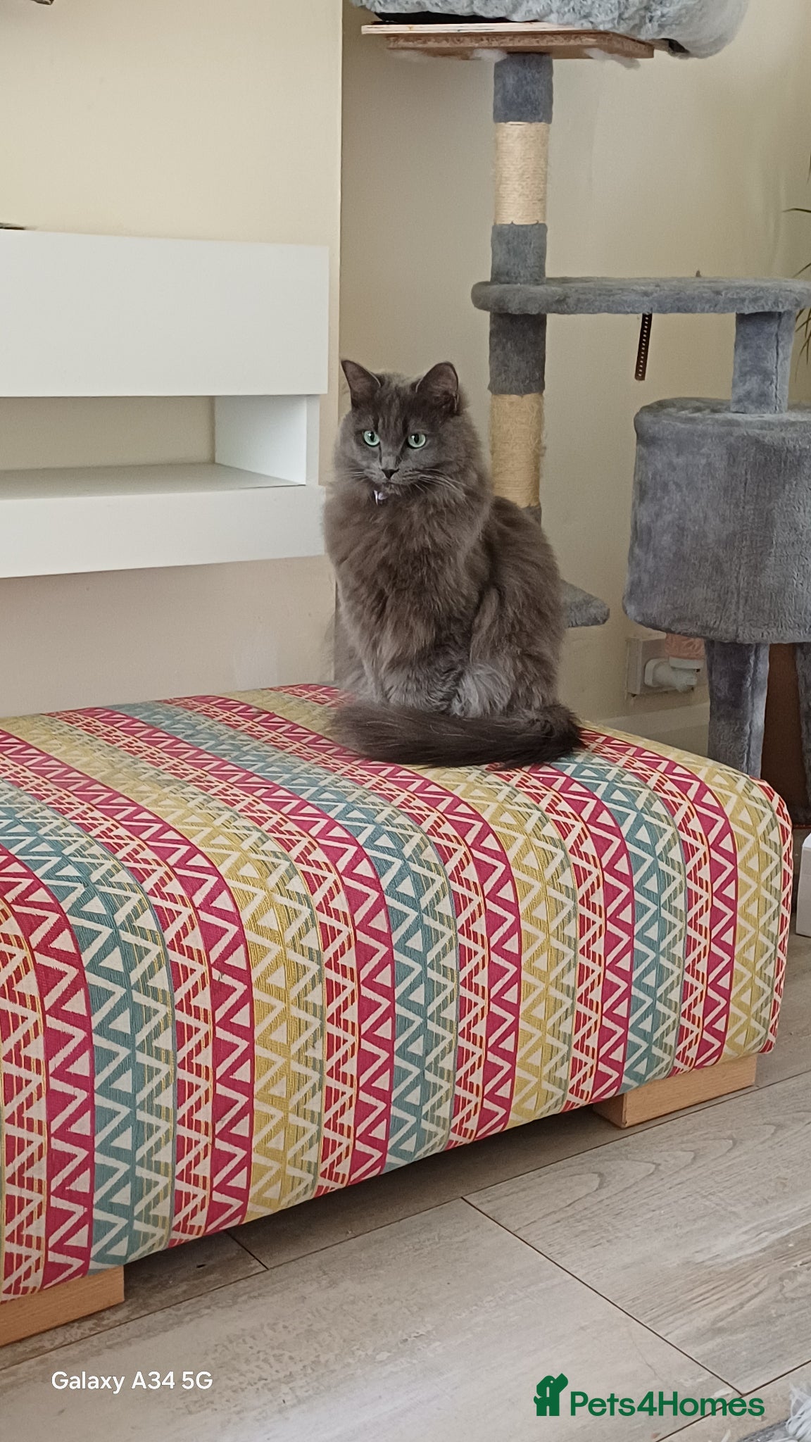 Mixed Breed cats Persian ragdolls. - Advert 1