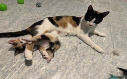 Mixed Breed cats for sale: 2 Kittens - Image 15