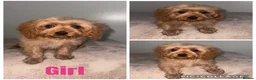 Cavapoo dogs for sale: Beautiful Toy cavapoos - Advert 2