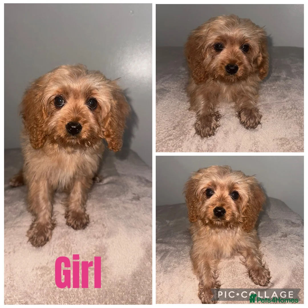 Cavapoo dogs for sale: Beautiful Toy cavapoos - Advert 2