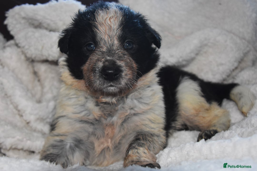 Border Collie dogs for sale: chunky collie pups - Advert 4