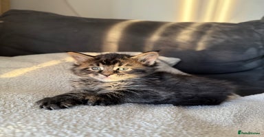 Maine Coon cats - Advert 7