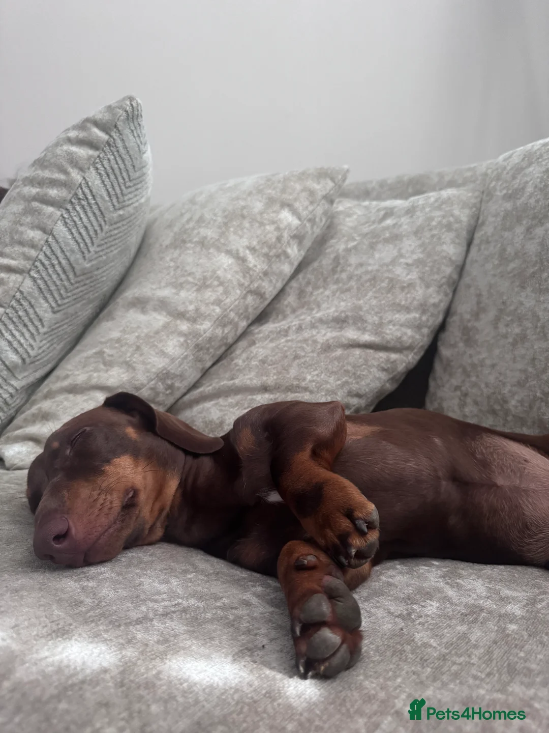 Dachshund dogs for sale: Mabel the Dachshund 🐶 REHOME FOR FREE  - Advert 2