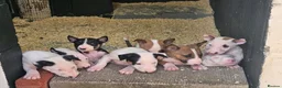 English Bull Terrier dogs for sale: English bullterrier pups for sale - Advert 10