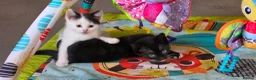 Mixed Breed cats for sale: Adorable Kittens Ready for their forever Homes - Advert 9