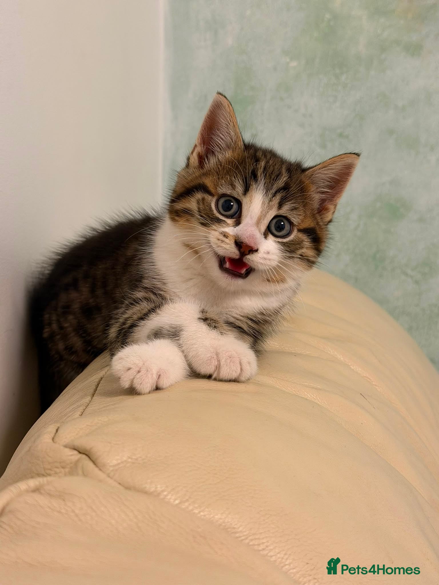 Mixed Breed cats Beautiful 8-Week-Old BSH Cross Kitten  - Advert 7