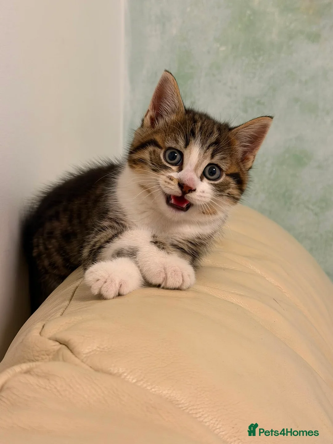 Mixed Breed cats for sale: Beautiful 8-Week-Old BSH Cross Kitten  - Advert 1