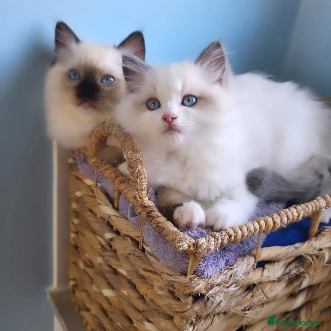 Ragdoll cats for sale: Beautiful Ragdoll Kittens Ready  - Advert 4