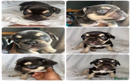 French Bulldog dogs for sale: French bulldog puppies fluffy carriers  - Image 26