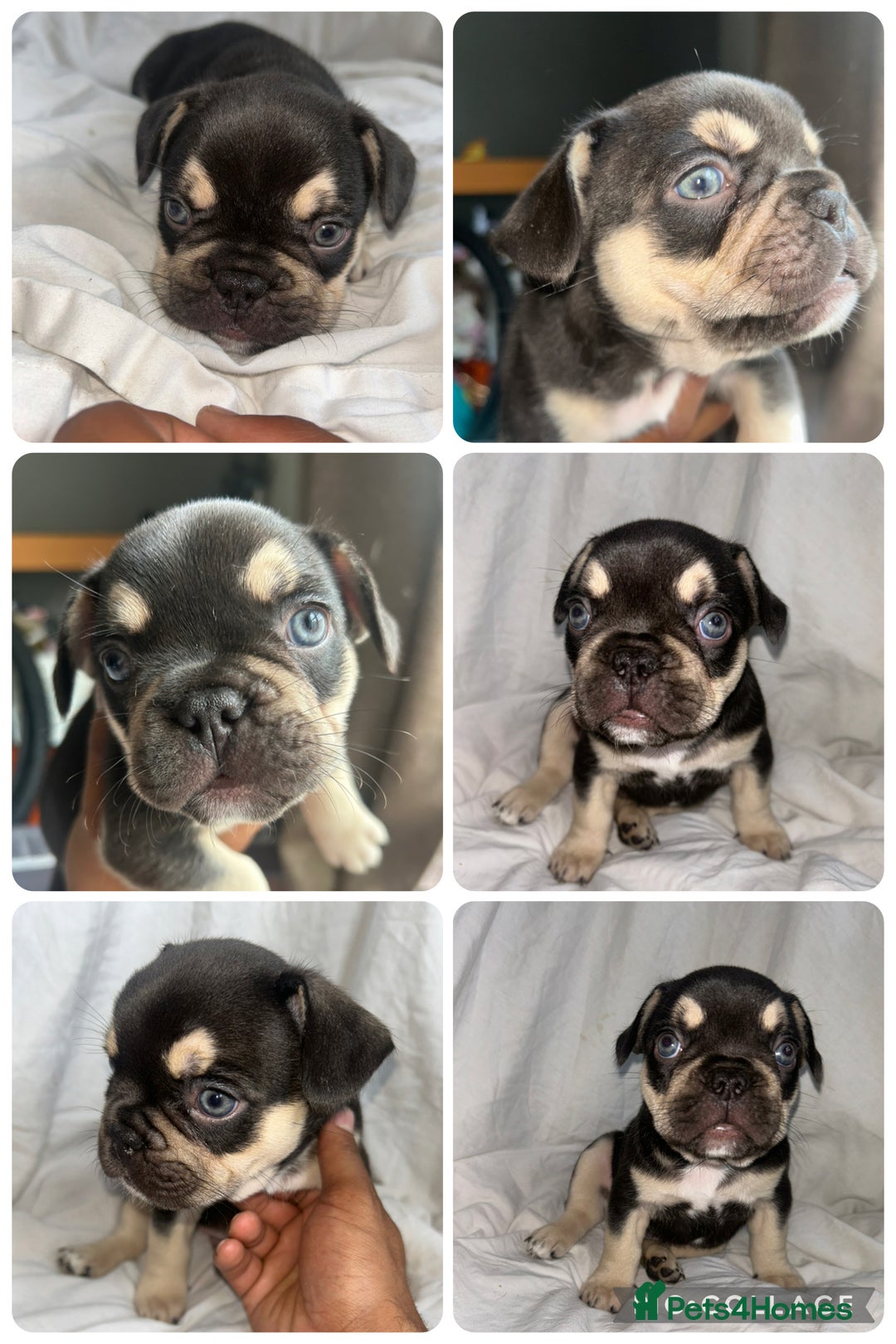 French Bulldog dogs for sale: French bulldog puppies fluffy carriers  - Image 26