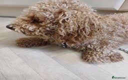 Poochon dogs for sale: BILLY - Image 2