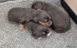 Cocker Spaniel dogs for sale: Chocolate/Chocolate Tan working cocker pups - Advert 9
