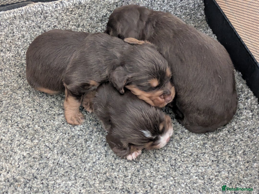 Cocker Spaniel dogs for sale: Chocolate/Chocolate Tan working cocker pups - Advert 9