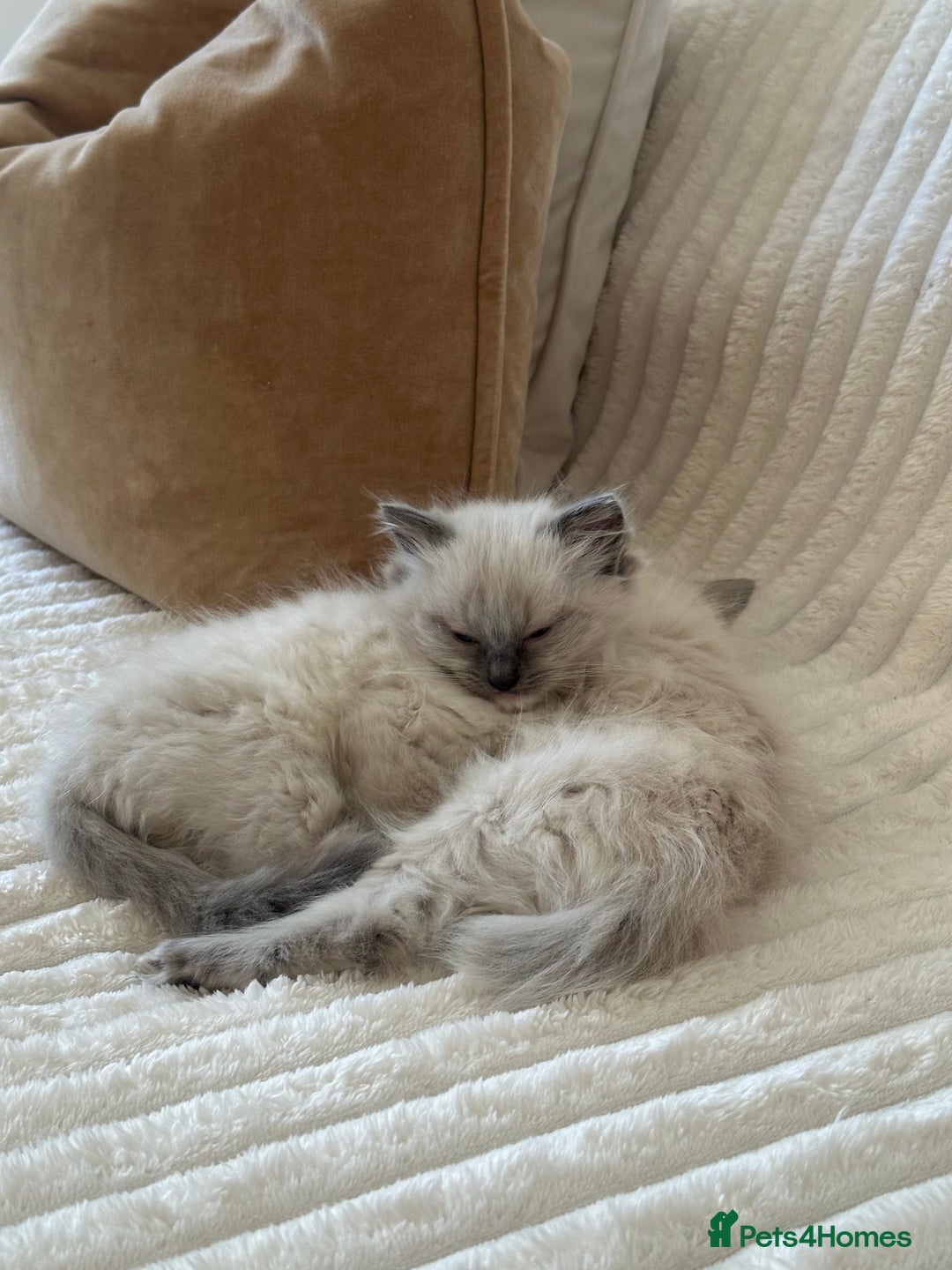 Ragdoll cats for sale: 2 PURE BRED CHAMPION LINE RAGDOLLS READY NOW - Advert 6