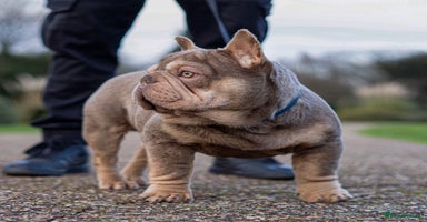 French Bulldog dogs FOR STUD! Isabella and Tan French Bulldog - Advert 2