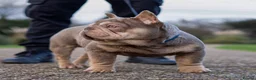 French Bulldog dogs for stud: FOR STUD! Isabella and Tan French Bulldog - Advert 3