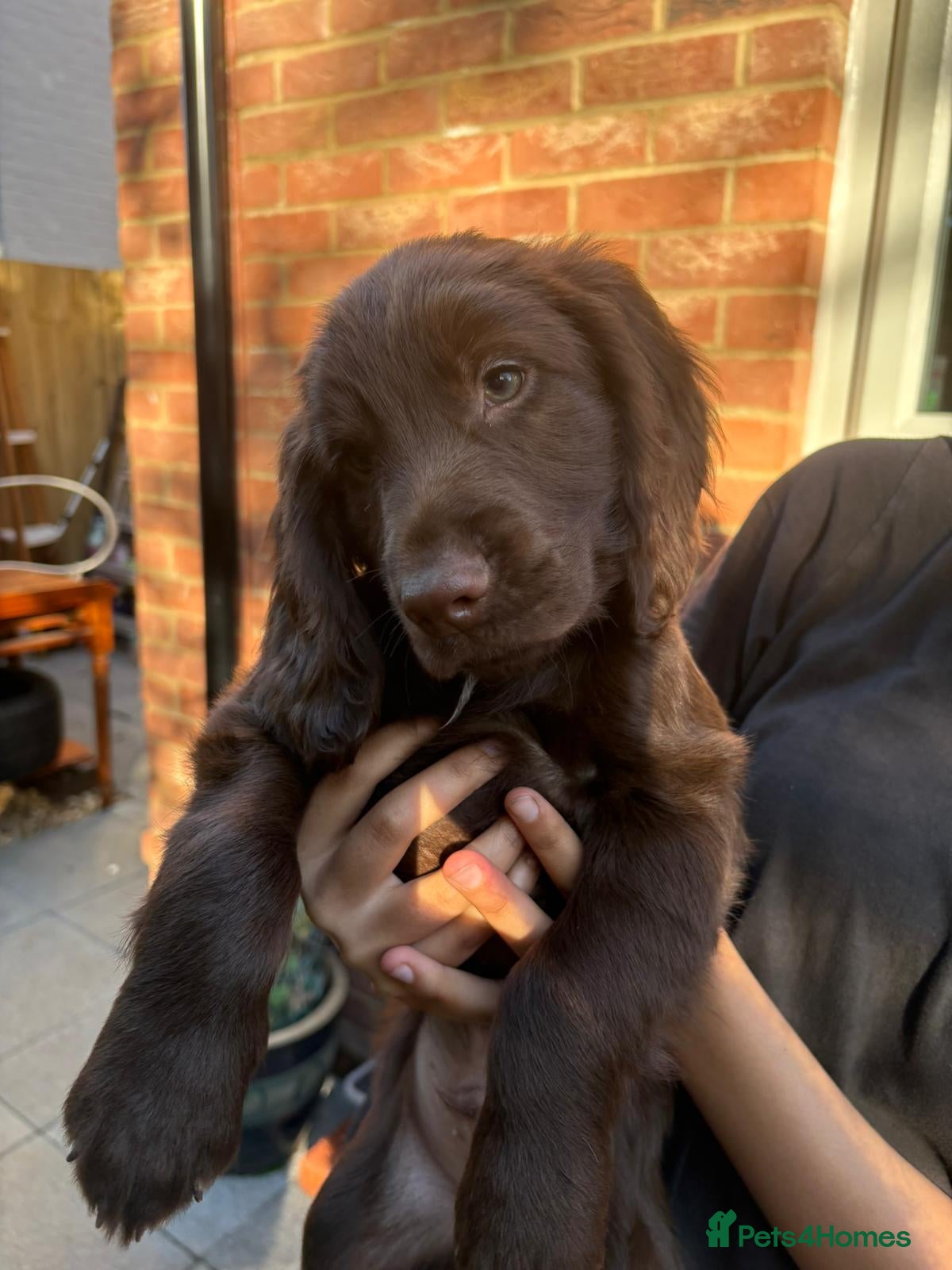 Cocker Spaniel dogs Beautiful Cocker Spaniel Pups - Advert 2