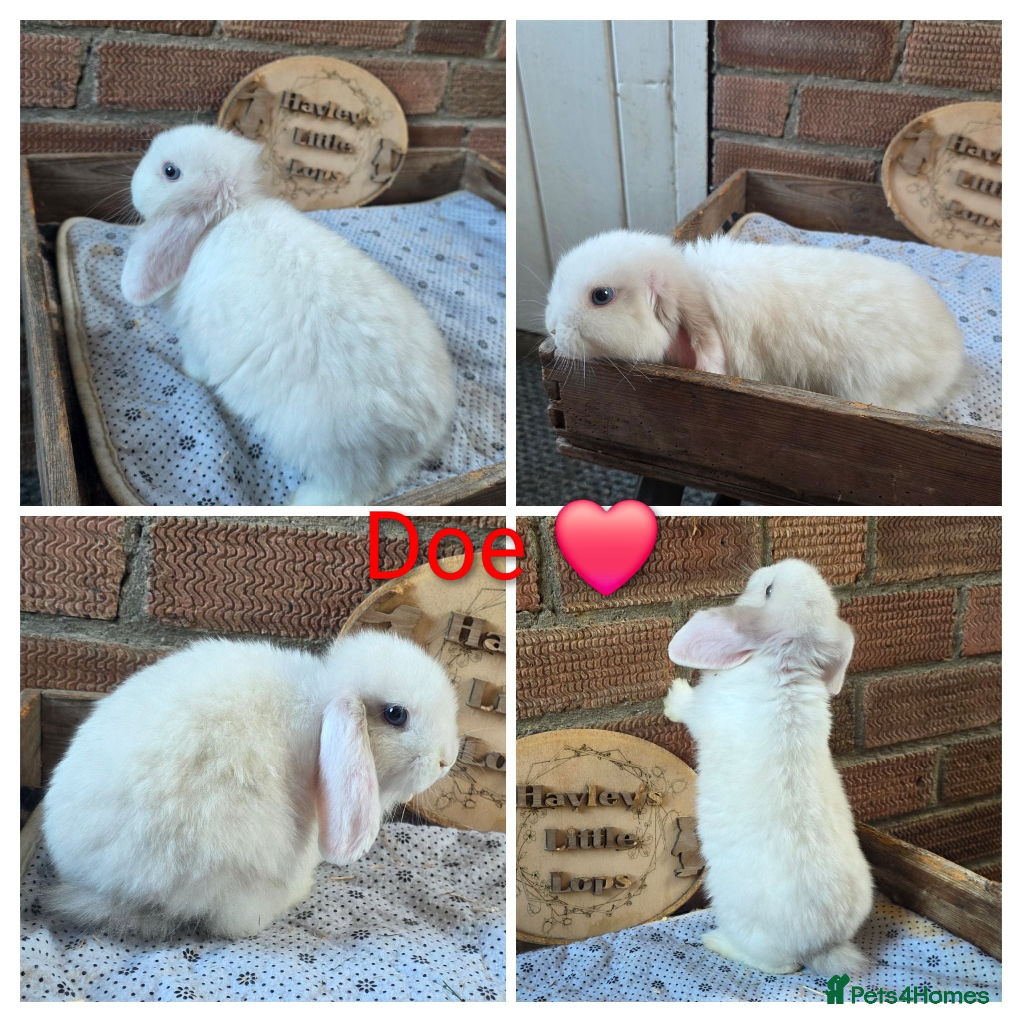 Mini Lop rabbits READY NOW Gorgeous pure breed mini lops  - Advert 2