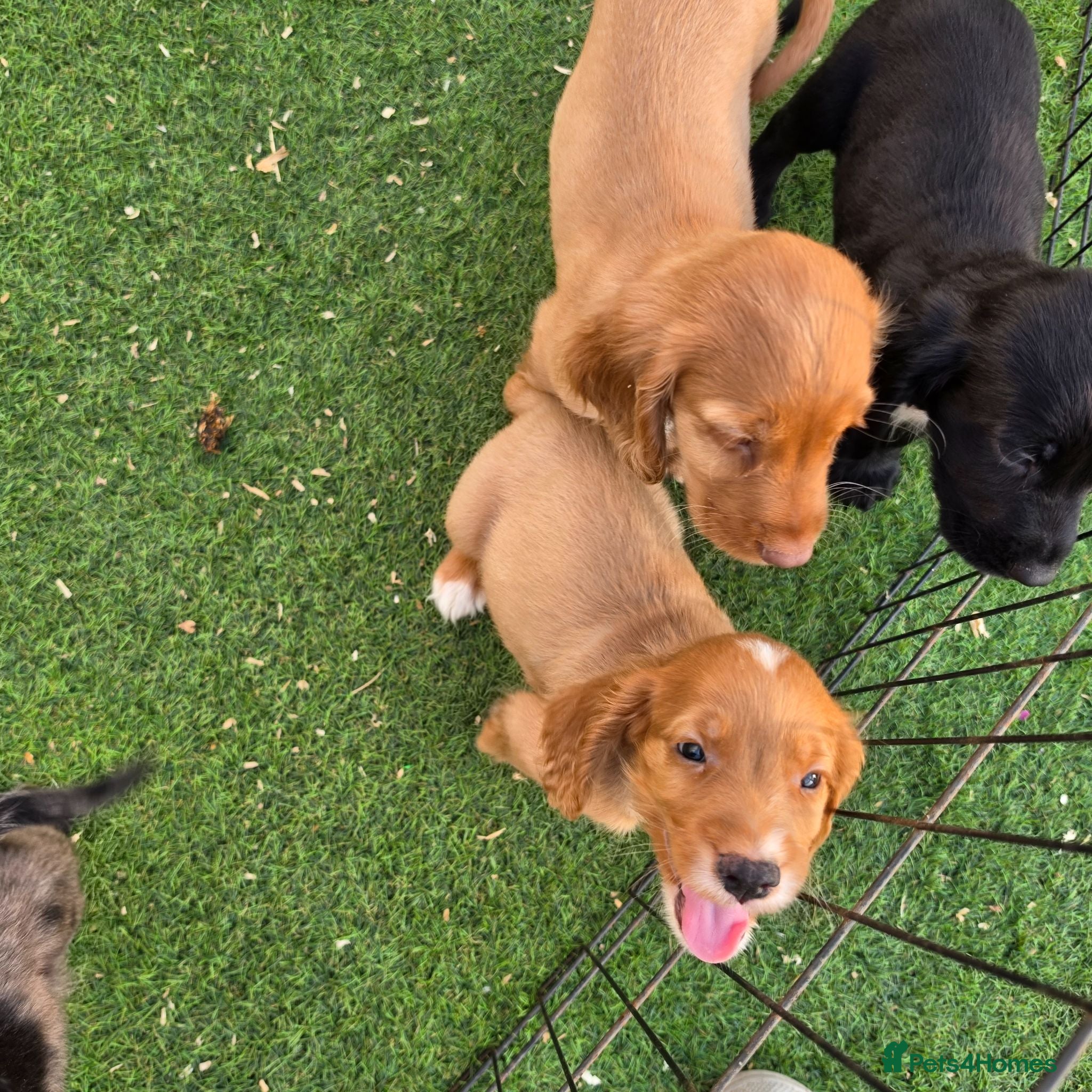 Cocker Spaniel dogs Working Type Cocker Spaniels  - Advert 2