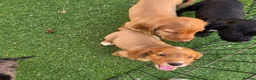 Cocker Spaniel dogs for sale: Working Type Cocker Spaniels  - Advert 2